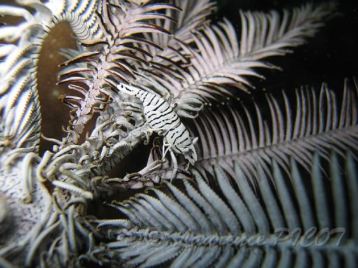 crevette periclimenes des comatules - Periclimenes commensalis.JPG - cette petite crevette se confond parfaitement avec la comatule  qui 'l 'héberge'